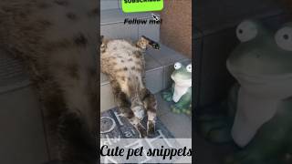 cute PET snippets !Funny Cat vs Crazy Dog 😂🐱🐶 #shorts