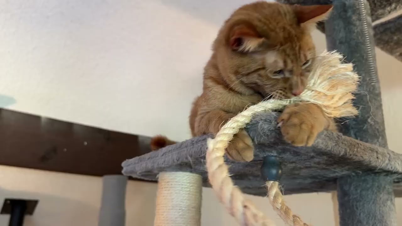 A few kittens play in loft 