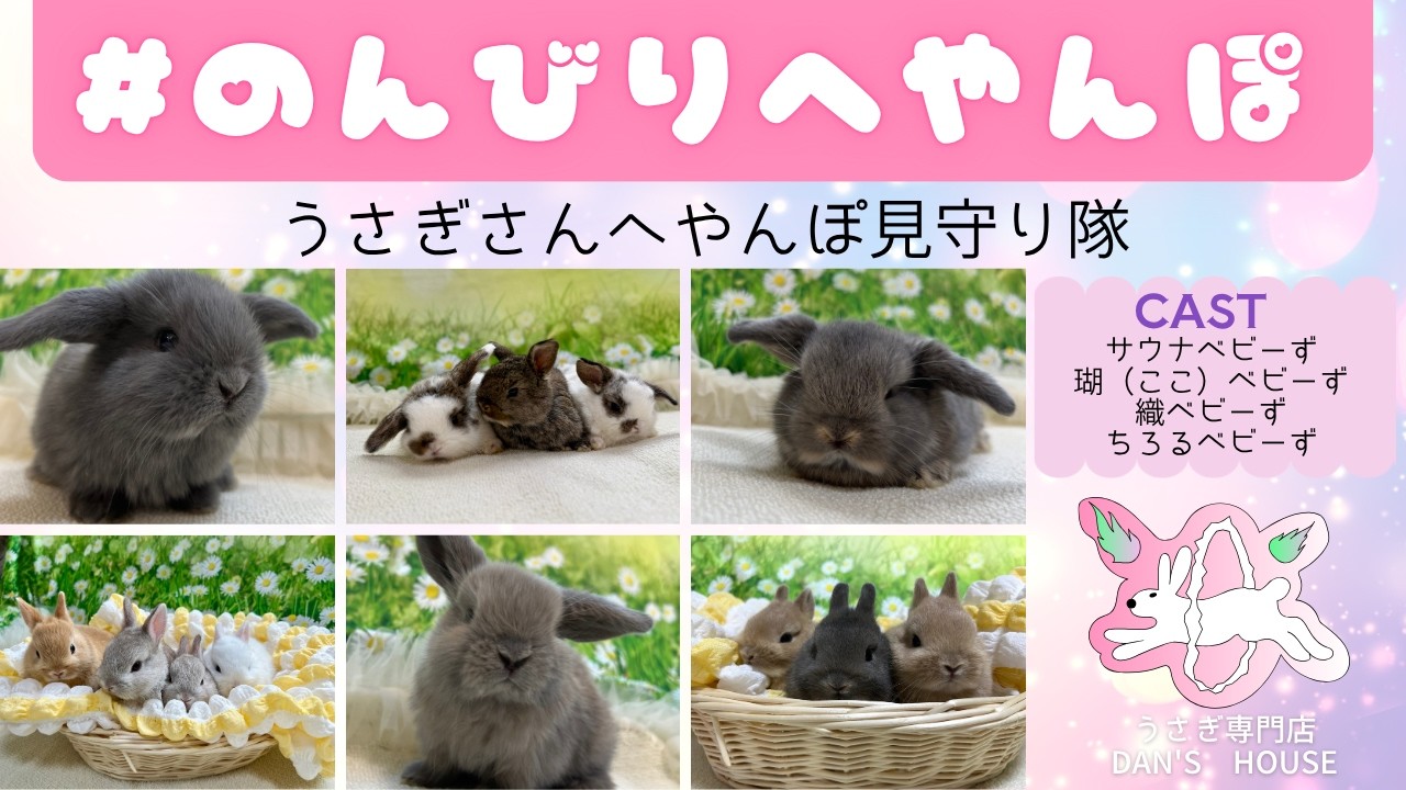 さいたま 東大宮のうさぎ専門店 DAN'S HOUSE｜健康で可愛いうさぎを