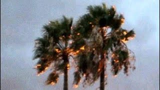 Thechillstation - Pla$tic Palm Tree