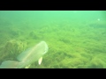 I See Fish People - Lake Champlain in Saint Albans (Burton Island) 3
