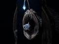 The Deep Sea Fish That Fuses Into Living Flesh #usa #nyc #shorts #trending