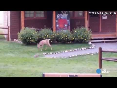 10 Things You NEED To Know About The Most Shocking Bambi Doe Leak Ever
