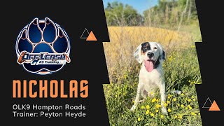 Llewellin Setter "Nicholas" | 3 Week Advanced Board & Train! | Trainer Peyton Heyde Llewellin Setter Training Staunch Points At 17wks