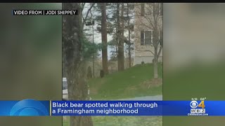 Bear Spotted Roaming Framingham Neighborhood