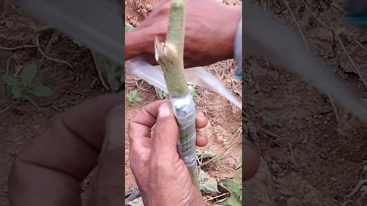 proses okulasi kawin silang,poka takokak sama terong
