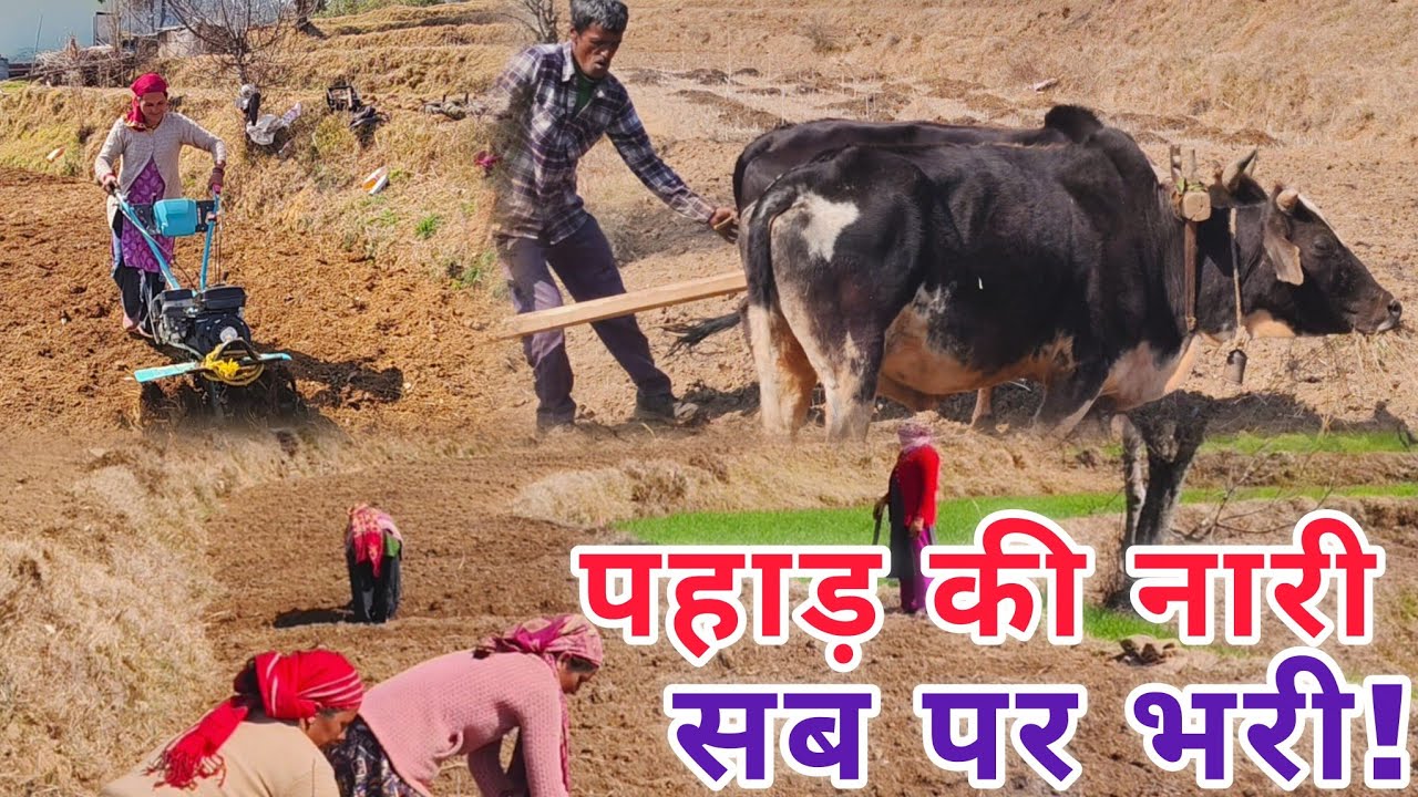 लोहाघाट में आलू  बुवाई जोरों पर पहाड़ की नारी सब पर भारी 