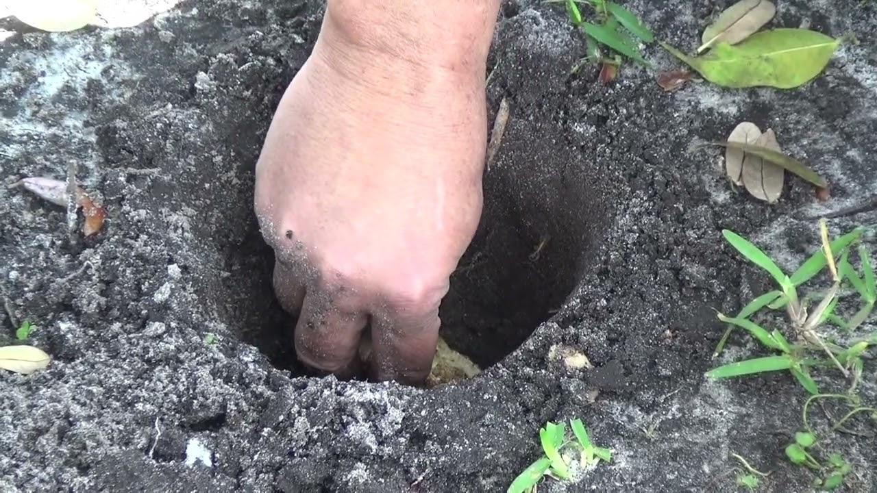 Montar un guardiero Mayombe como nunca haya visto.  Enseñanza Congo - José Montoya (Obaife)