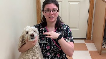 AVMA Required Task Video Intro to Vet Tech 1301-33424