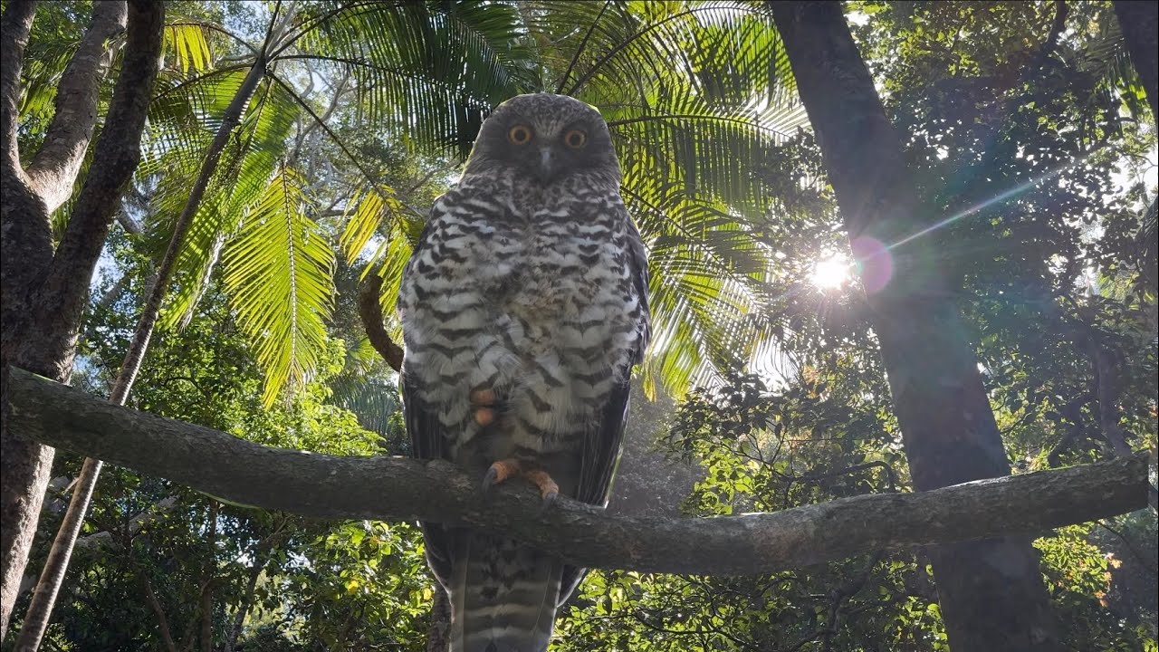 Amazing Birds & Plants @ Sea Acres National Park, Port Macquarie, NSW