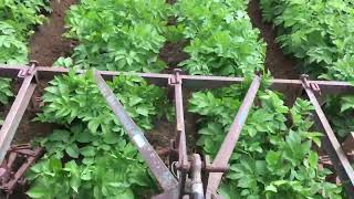 Ridging up and weeding Organic potatoes