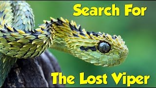 Reptile Kings Documentary - Search For The Lost Viper
