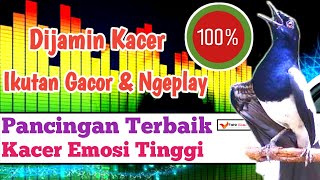 Kacer Poci Anda Pasti Langsung Emosi Jika Dengar Suara Kacer Ini