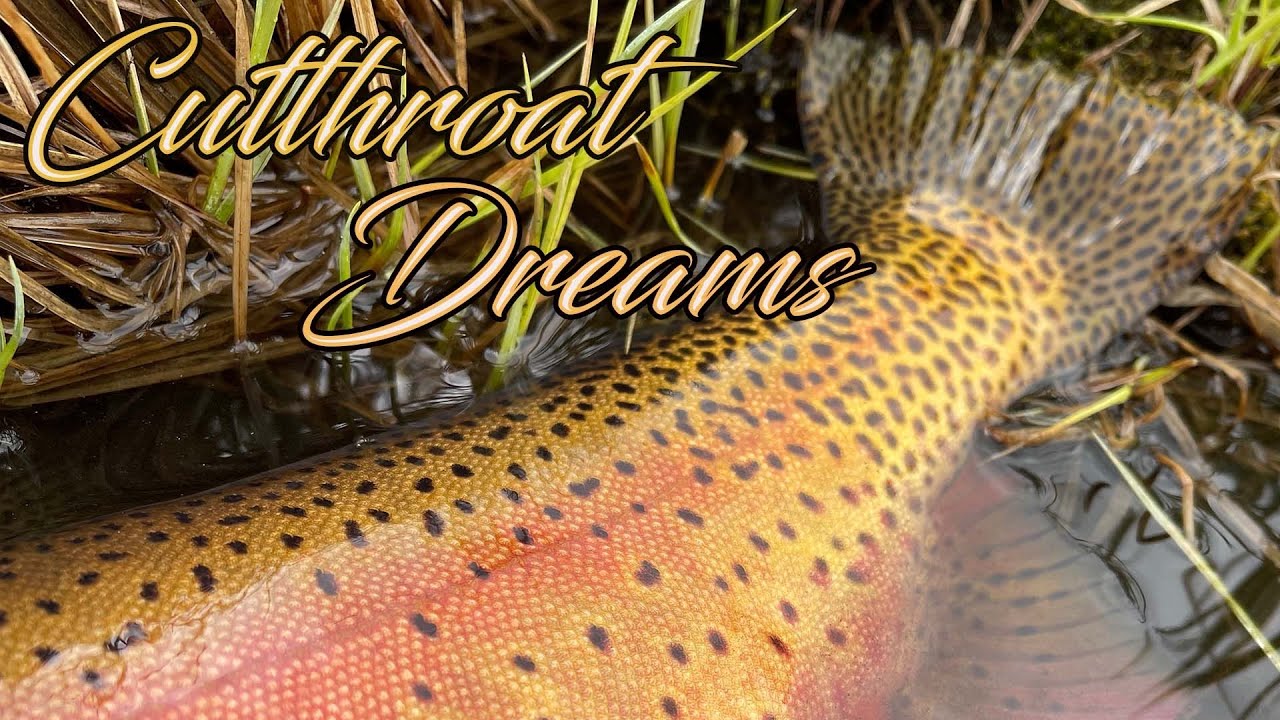 Fly Fishing Colorado for Native Cutthroat Trout HIKING and FISHING