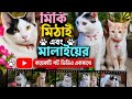 মিকি 🐾 মিঠাই 🐾 মালাইয়ের মজার কয়েকটি শর্ট ভিডিও একসাথে 😻 Funny Cat Moments Compilation