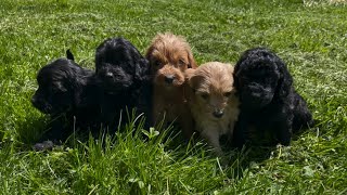 Mini Labradoodles - 6 Weeks Old by K&MPawTails 62 views 1 year ago 3 minutes, 5 seconds