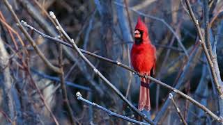 Cardinal bernyanyi sepenuh hati di Syracuse