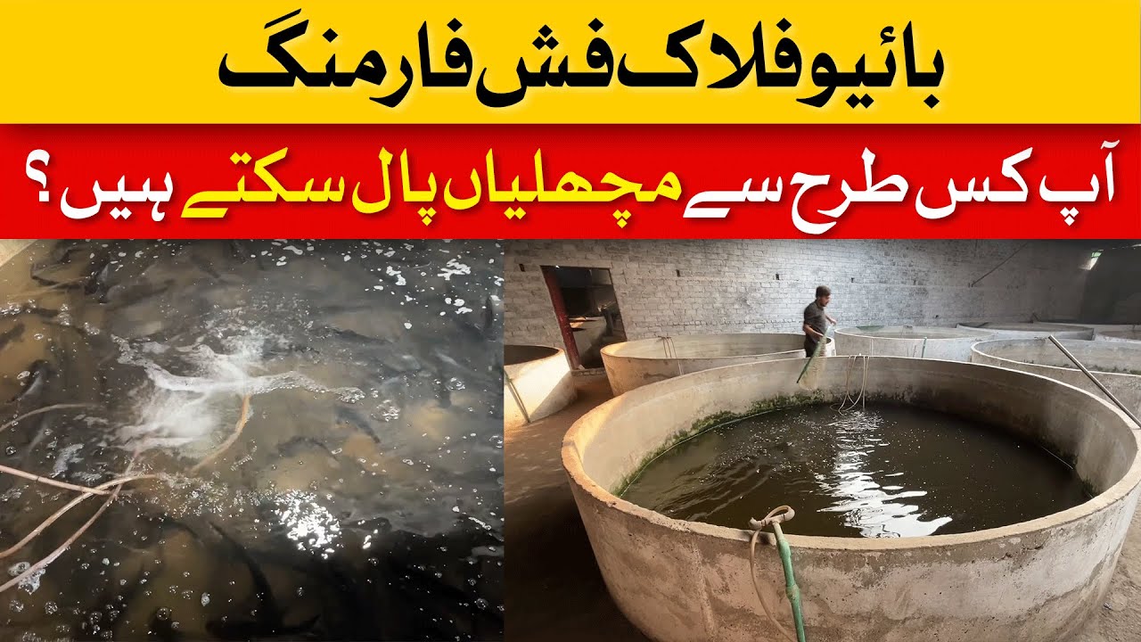 Biofloc Fish Farming: How to Raise Fish Efficiently | Dawn News