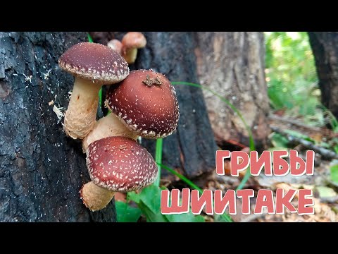 Выращивание грибов Шиитаке