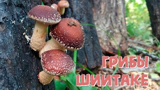 Выращивание грибов Шиитаке