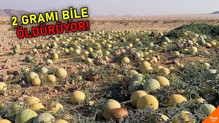 Dikkat ! Karpuza Benzeyen Bu Meyveyi Görürseniz, Sakın Yemeyin ve Dokunmayın !