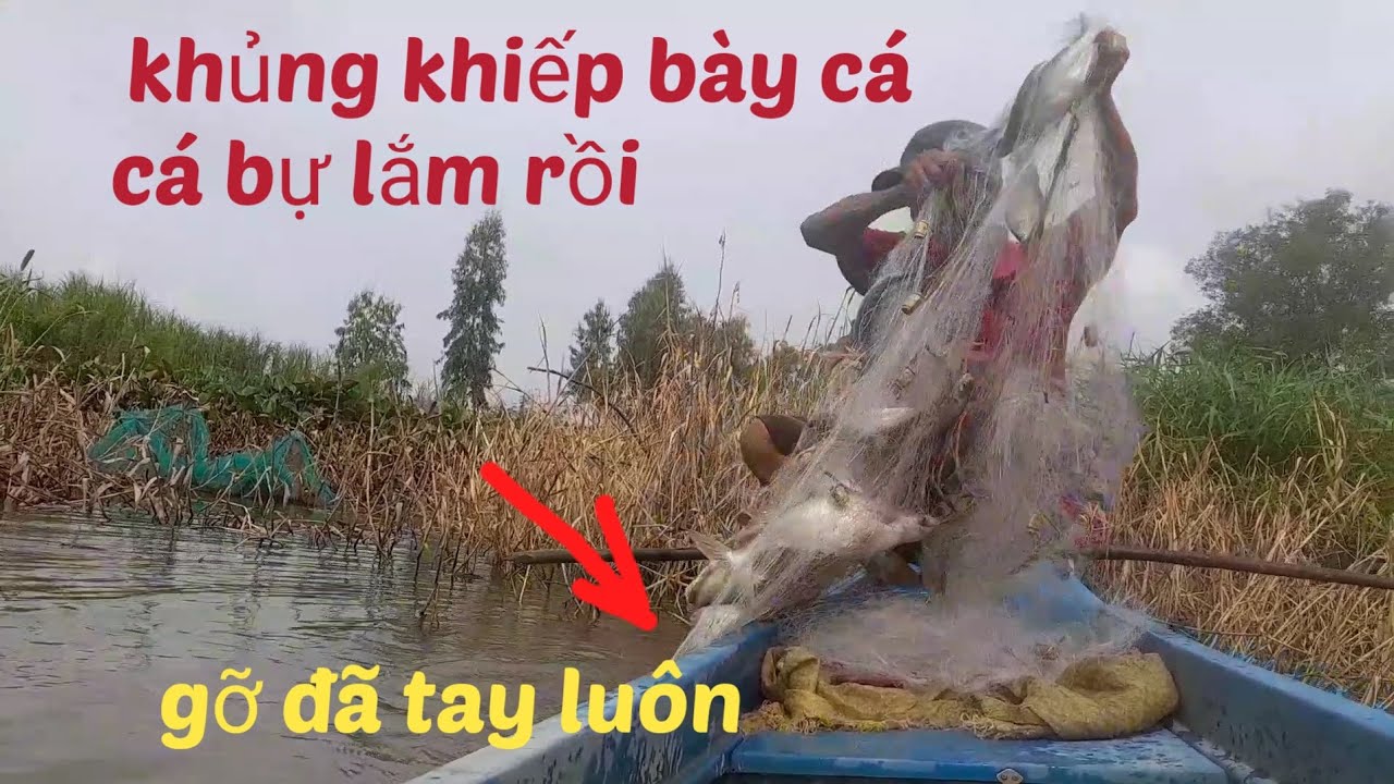 @ giăng lưới ao thiên nhiên mùa nước nỗi trúng đậm bày cá khủng quá đã cả nhà 