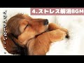 犬も音楽でリラックス｜犬が寝るように設計されているBGM【ストレス解消あり】