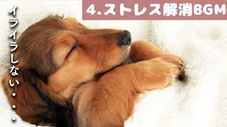 犬も音楽でリラックス犬が寝るように設計されているBGM【ストレス解消あり】