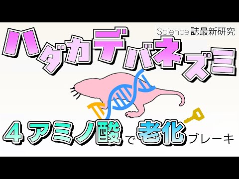 【最新研究2025】ハダカデバネズミが教える長寿の秘密 たった4つのアミノ酸がDNA修復を変えた #たかとー研究室