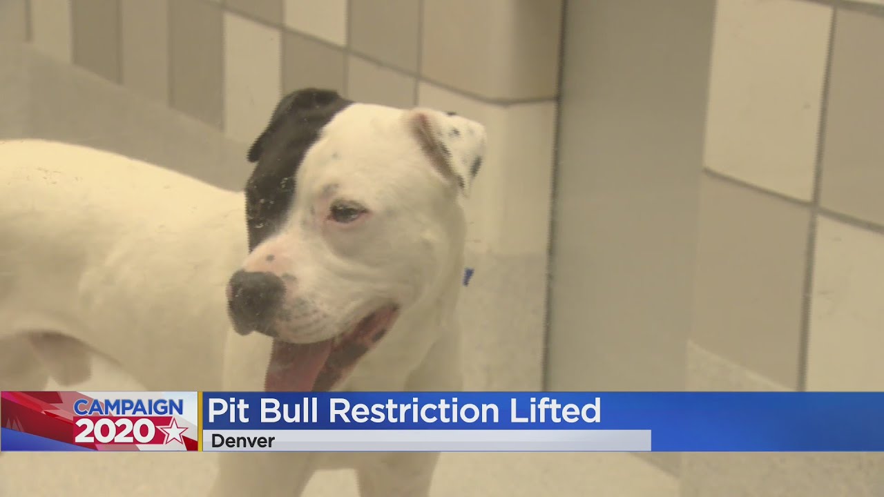 A Measure To Lift Pit Bull Ban In Denver Has Been Approved By Voters