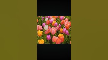 رمضان #سورة_إبراهيم #عبدالباسط_عبدالصمد #تلاوة_مرتلة #قرآن_كريم #تلاوة_مجودة #اكسبلور