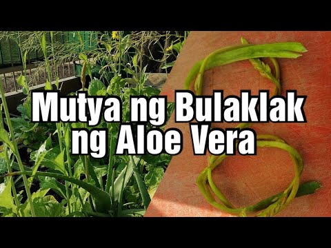 Video: Bulaklak Ng Chalice