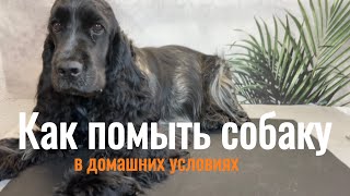 Как помыть собаку в домашних условиях #viral #dog #pet #какпомытьсобаку #собака #doglover