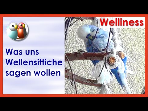 Video: Warum singt der Vogel im Käfig Bedeutung?