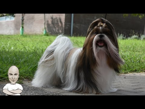 Βίντεο: Μπορεί ο Shih Tzu να επιβιώσει στην Ινδία;