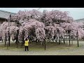 【奈良】天理教教会本部の桜 Cherry blossoms at Tenrikyo Church Headquarters (Nara, Japan) (2024