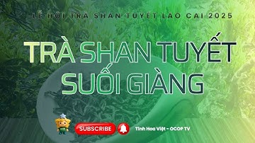 Khám Phá Lễ Hội Trà Shan Tuyết Lào Cai 2025 | Vẻ Đẹp Suối Giàng Trên Mây 🍃