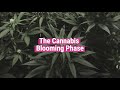 Cannabis Blooming Phase [Educational]