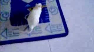 Rats love pancakes