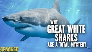 Why Great White Sharks Are A Total Mystery