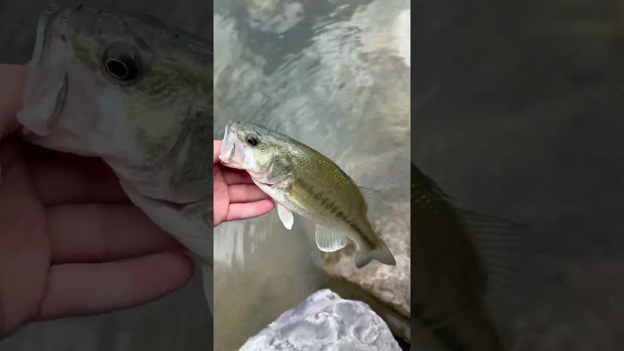 Spring Bass fishing 