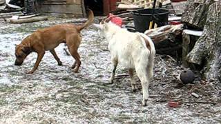 Goats vs Dog