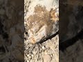 Odcisk kolca jeżowca w krzemieniu #rockhounding