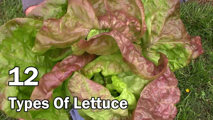 Comparing 12 Types of Lettuce - And My Top 5 Favorite Varieties To Eat - DayDayNews