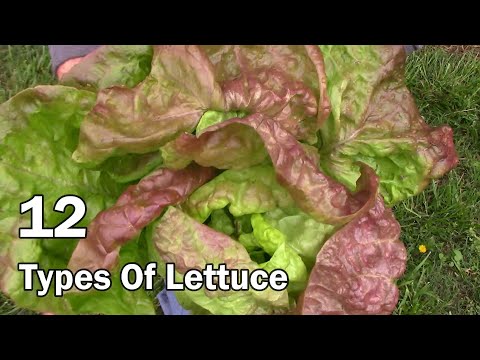 Video: Lettuce ‘Reine Des Glaces’ Variety – How To Grow A Reine Des Glaces Salatplanta