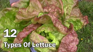 Comparing 12 Types of Lettuce  And My Top 5 Favorite Varieties To Eat