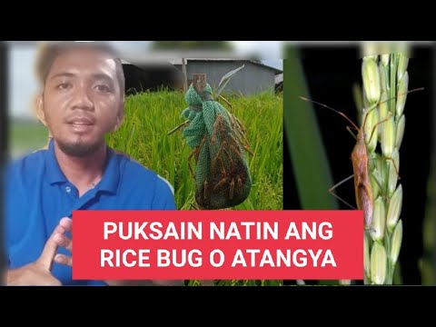 Video: Cutworm Control Sa Hardin: Paano Patayin ang Cutworm Pests