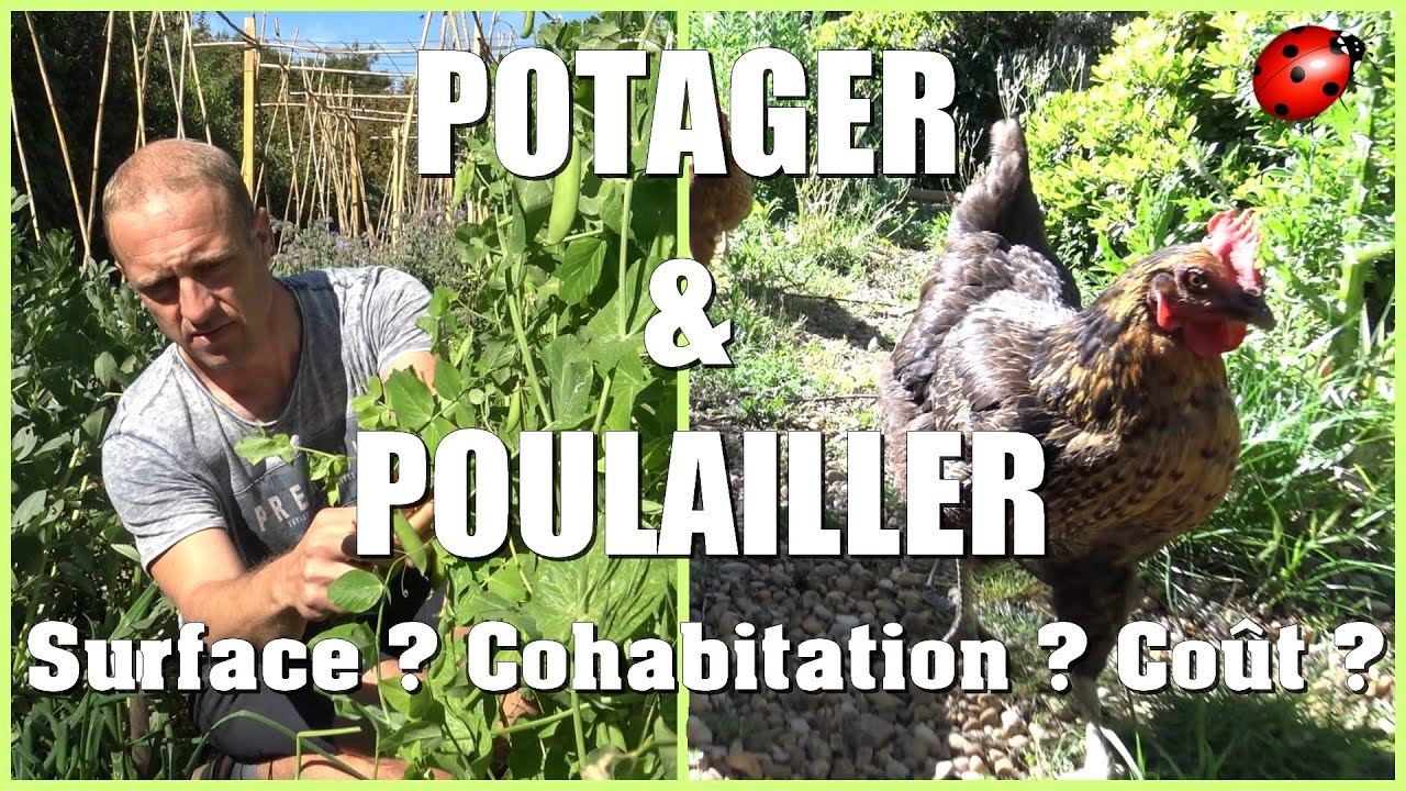 Poulailler Potager Surface Cohabitation Coût