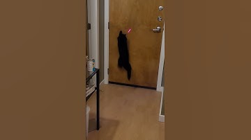 Cat vs Laser