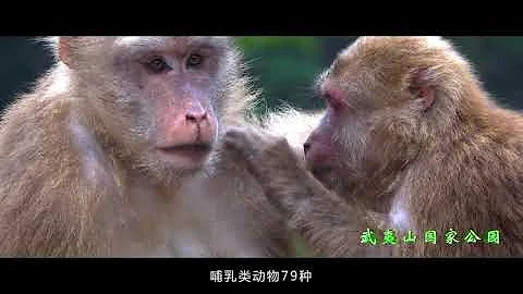 Wuyi Mountain, Nanping, Fujian, China